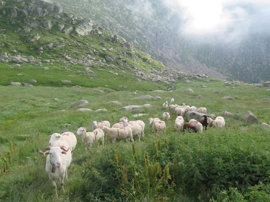 "Le Desman" Confortable T2 A La Montagne Face Aux Thermes Rando, Cure Aulus-les-Bains Dış mekan fotoğraf